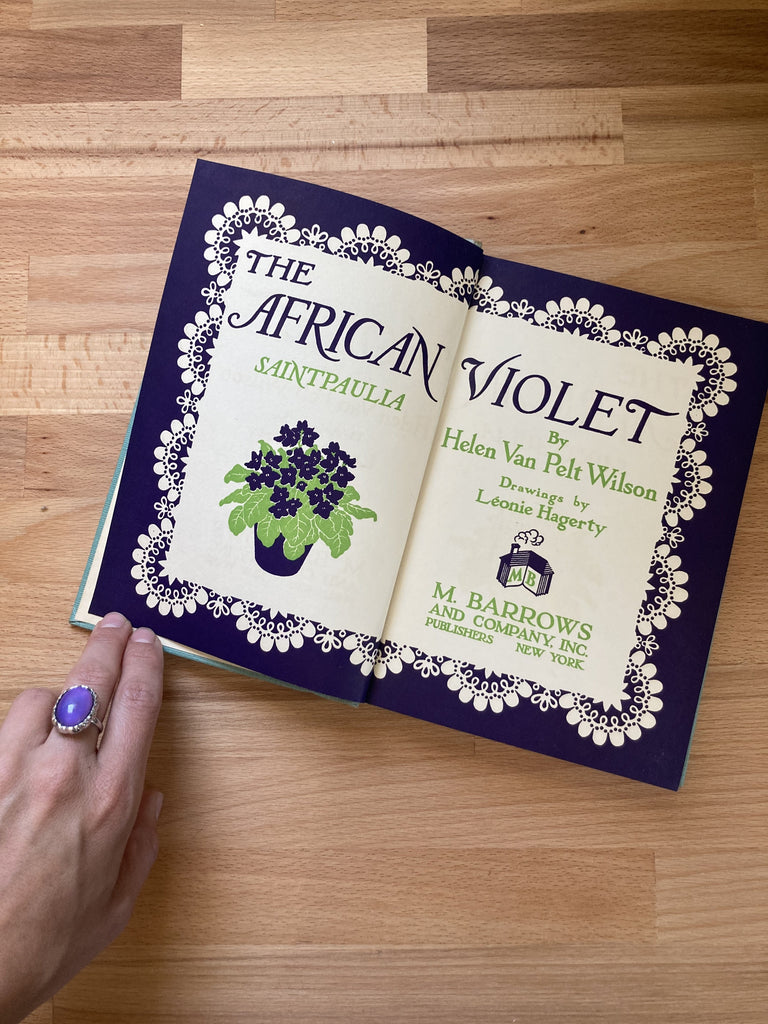 The African Violet
